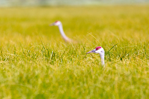 Sandhill Cranes